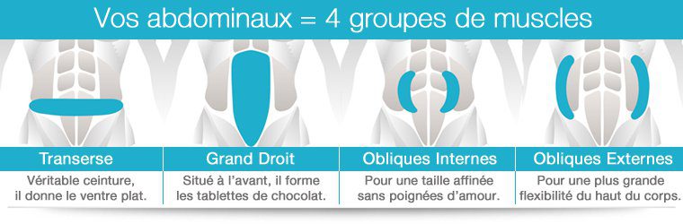 les muscles travaillés pendant votre séance d'électrostimulation